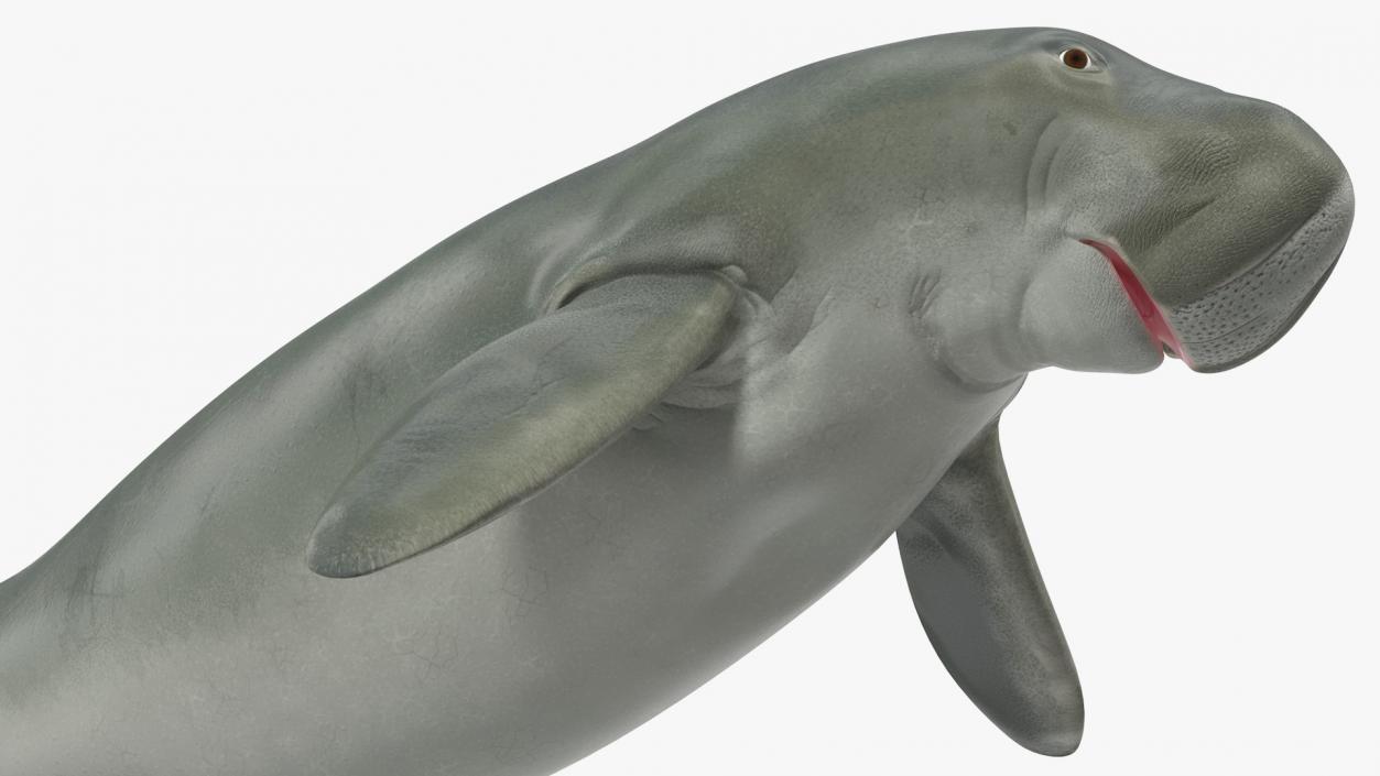 Dugong Playful Pose 3D model