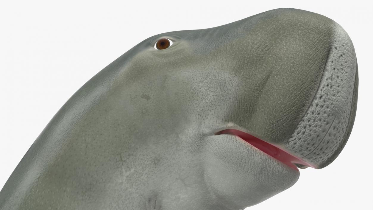 Dugong Playful Pose 3D model