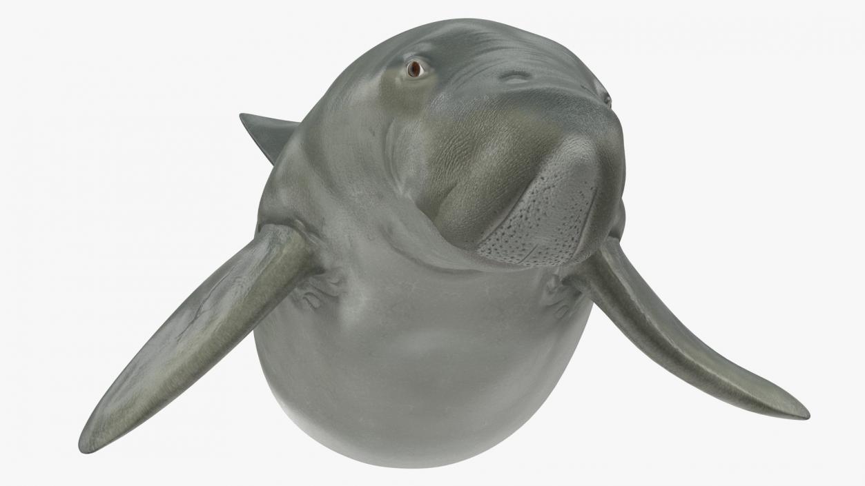 Dugong Playful Pose 3D model