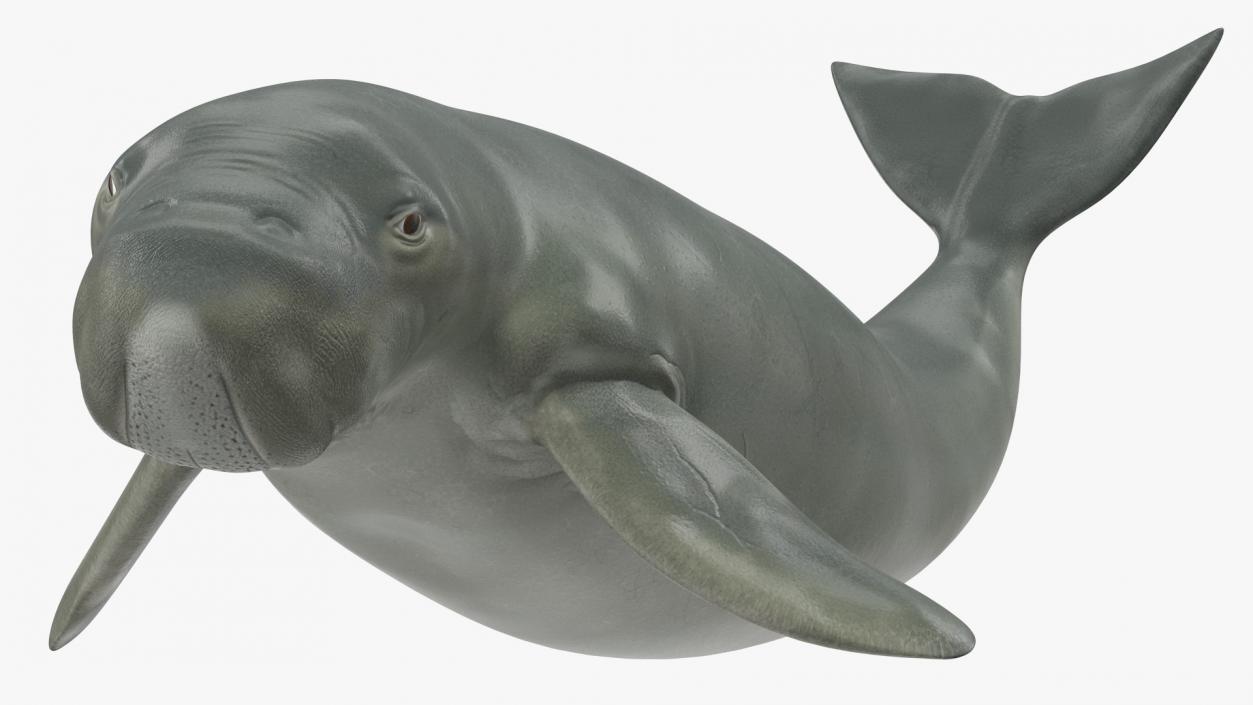 Dugong Playful Pose 3D model