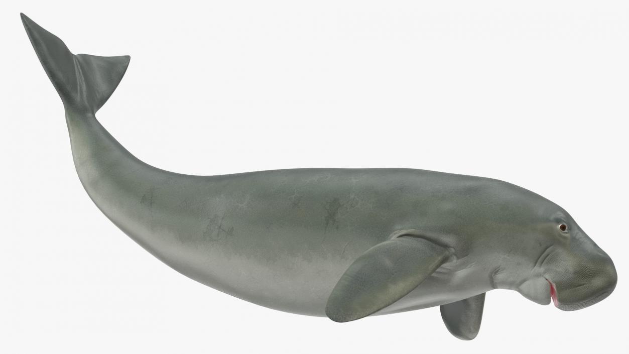 Dugong Playful Pose 3D model