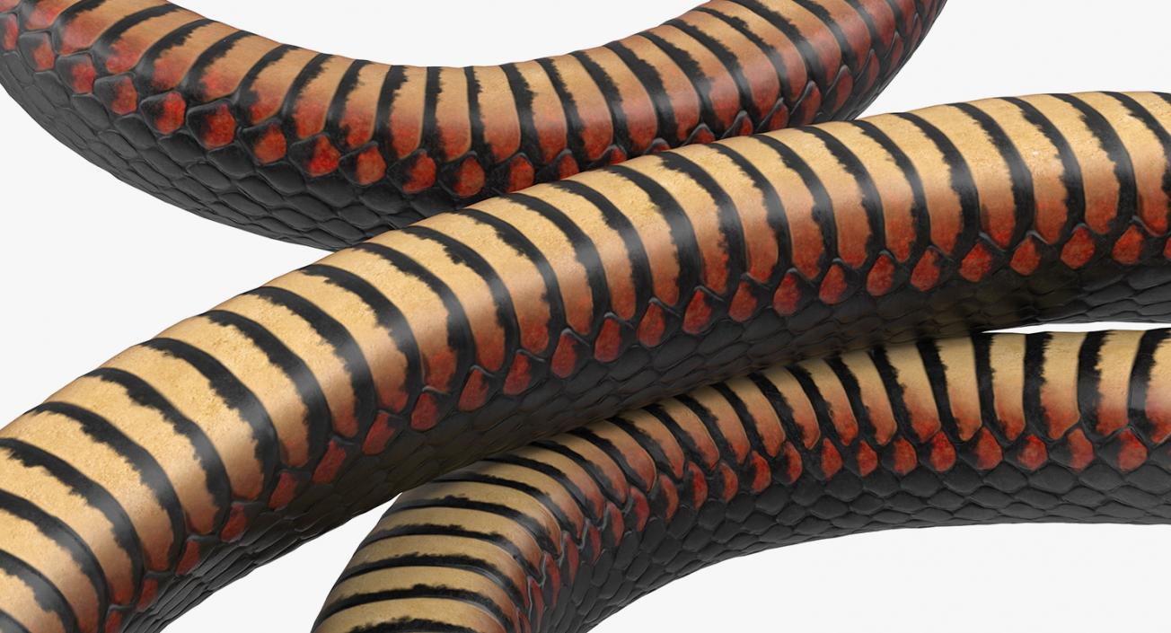 3D Rigged Snakes Collection 5