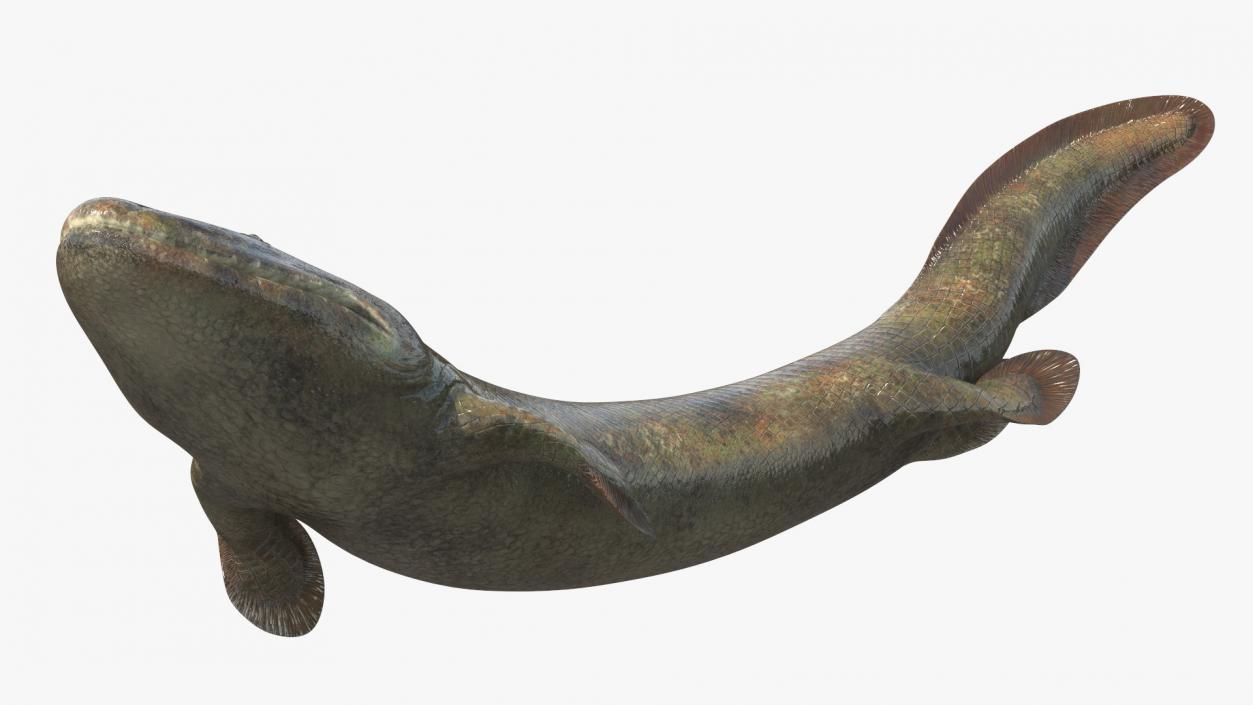 3D Tiktaalik Bony Fish Swimming model