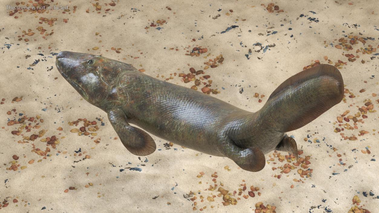 3D Tiktaalik Bony Fish Swimming model