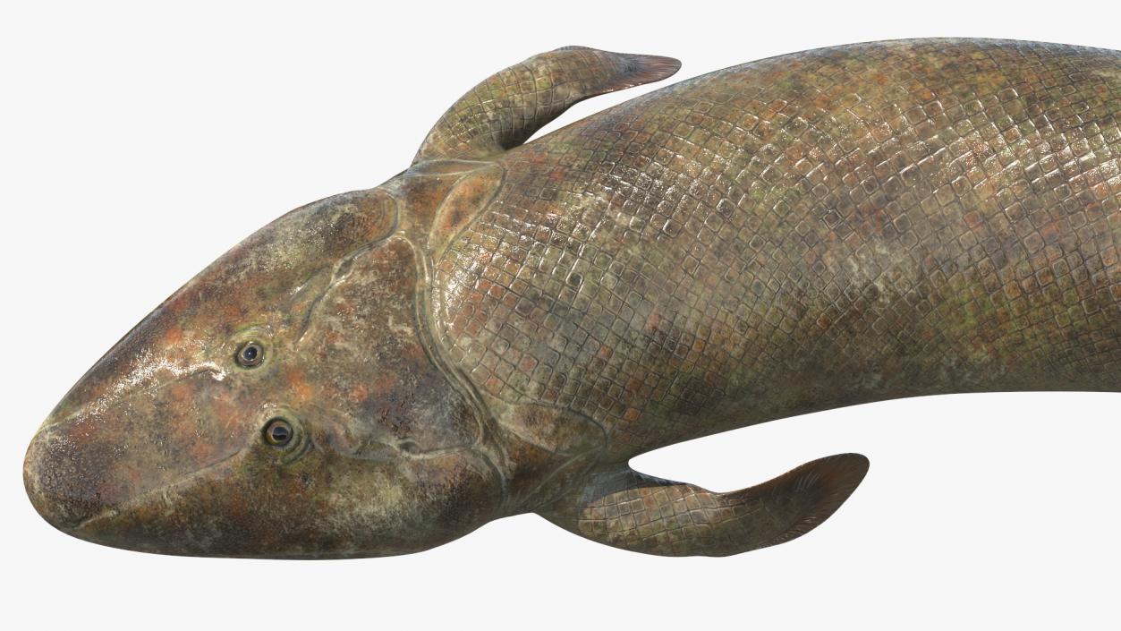 3D Tiktaalik Bony Fish Swimming model