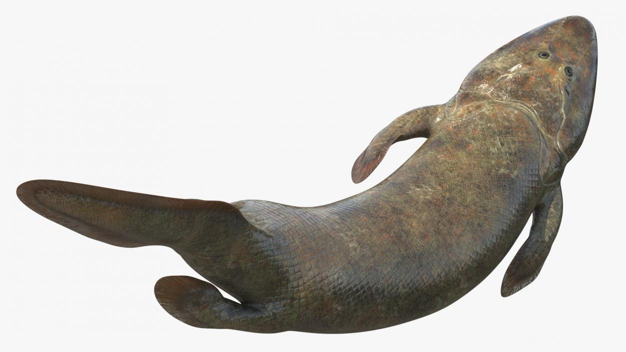 3D Tiktaalik Bony Fish Swimming model