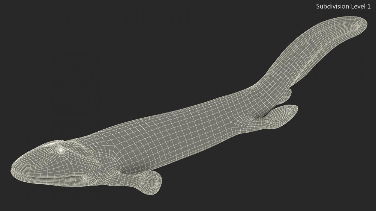 3D Tiktaalik Bony Fish Swimming model