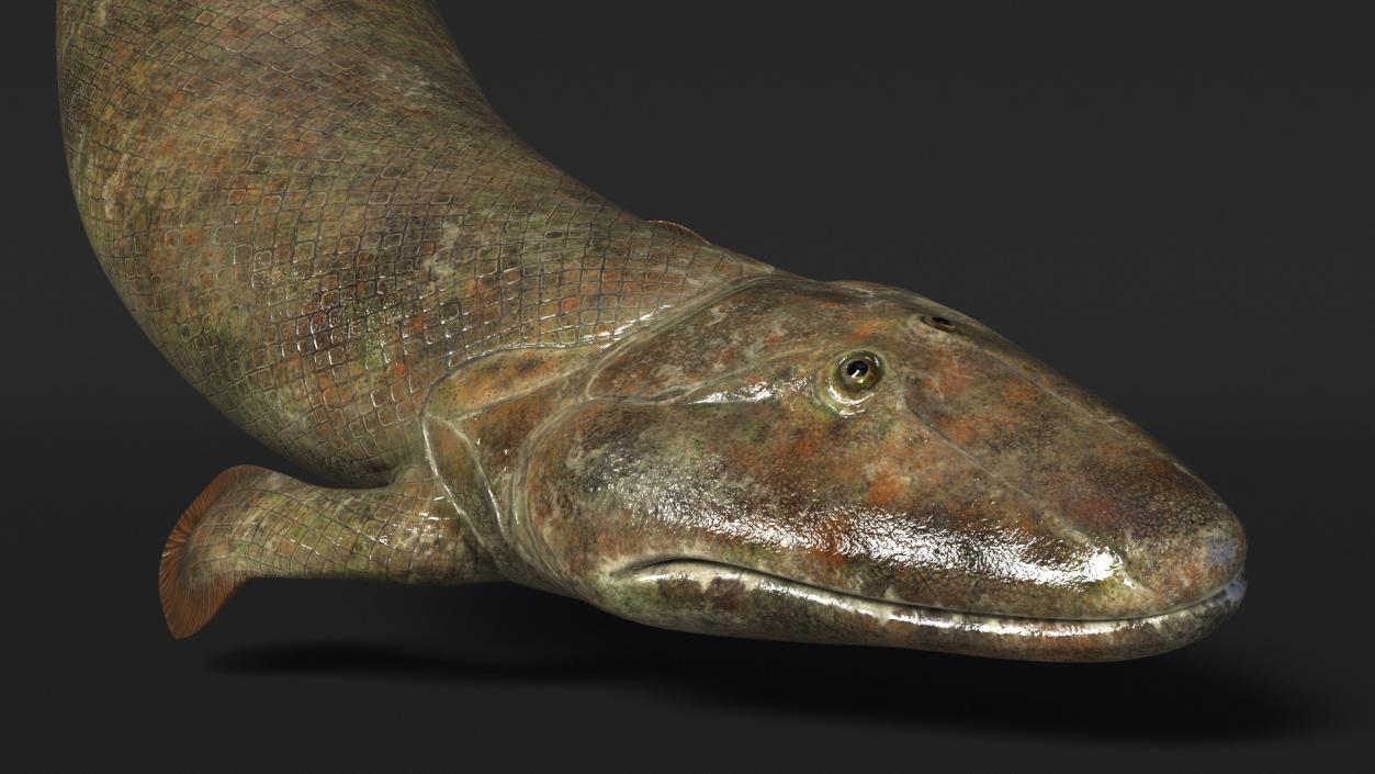 3D Tiktaalik Bony Fish Swimming model