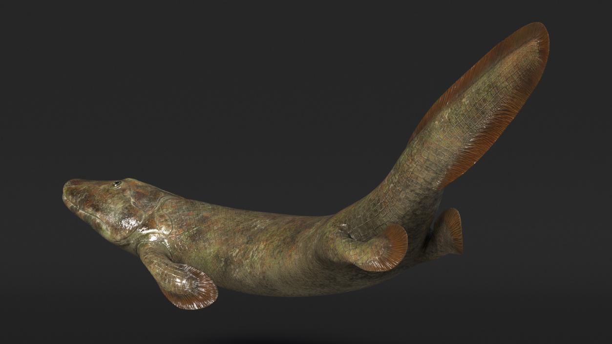 3D Tiktaalik Bony Fish Swimming model