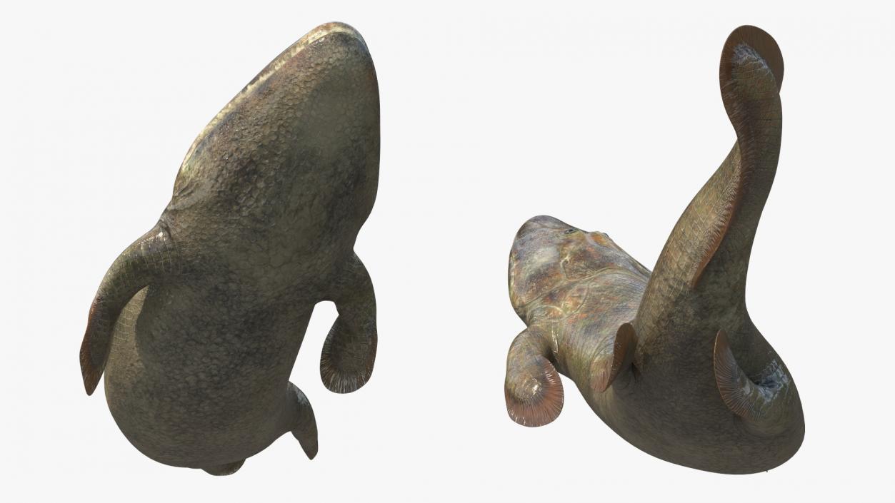 3D Tiktaalik Bony Fish Swimming model