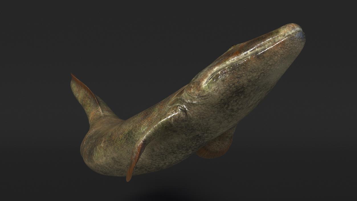 3D Tiktaalik Bony Fish Swimming model