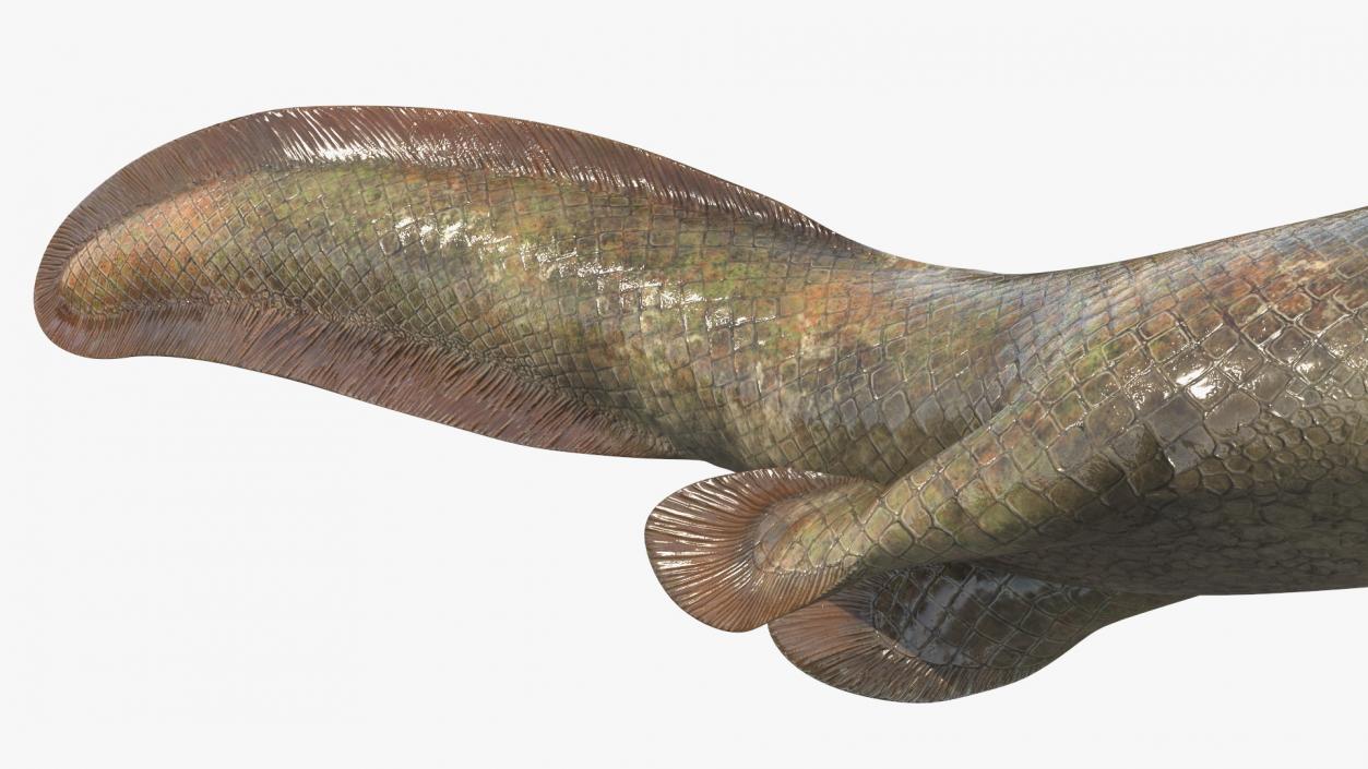 3D Tiktaalik Bony Fish Swimming model