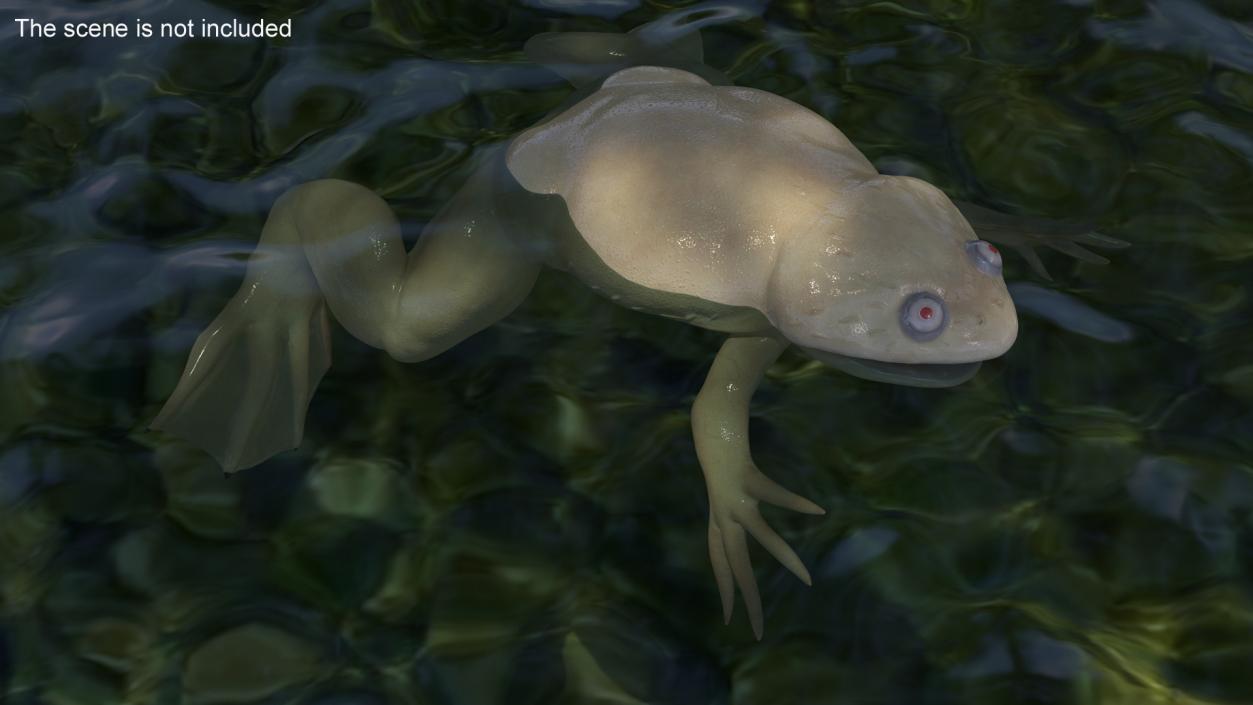 Xenopus African Clawed Toad Rigged 3D model