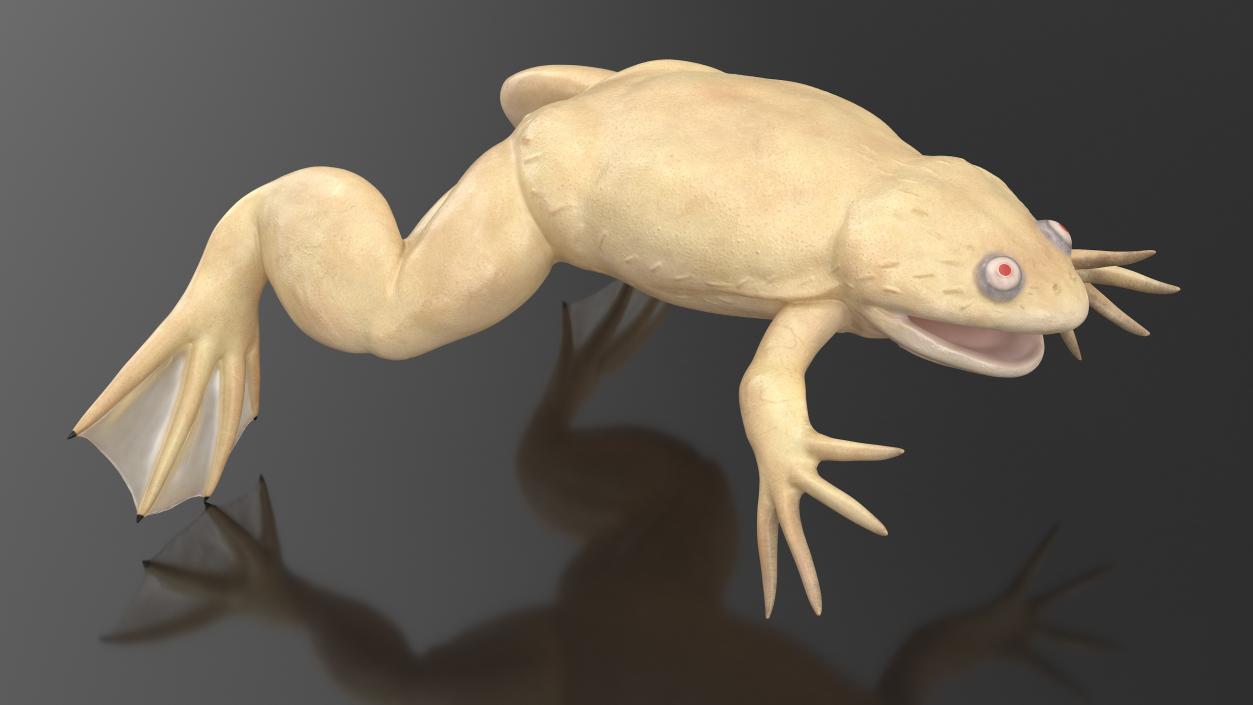 Xenopus African Clawed Toad Rigged 3D model