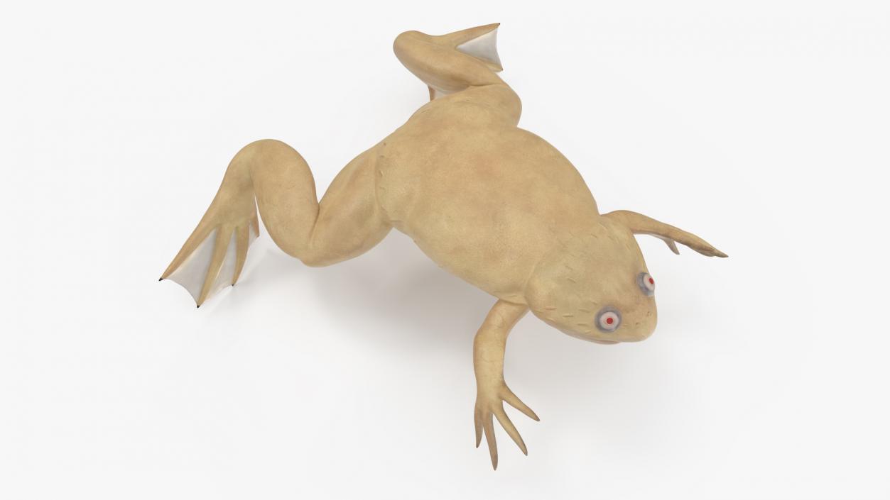 Xenopus African Clawed Toad Rigged 3D model