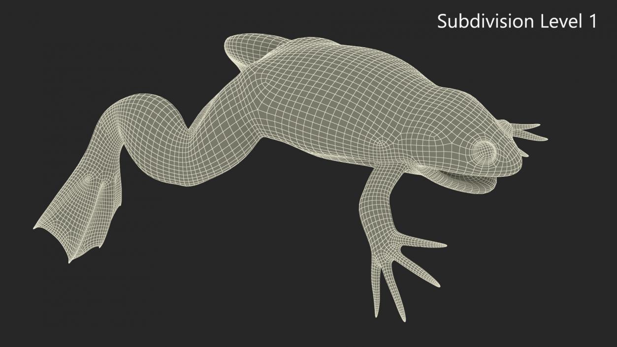 Xenopus African Clawed Toad Rigged 3D model