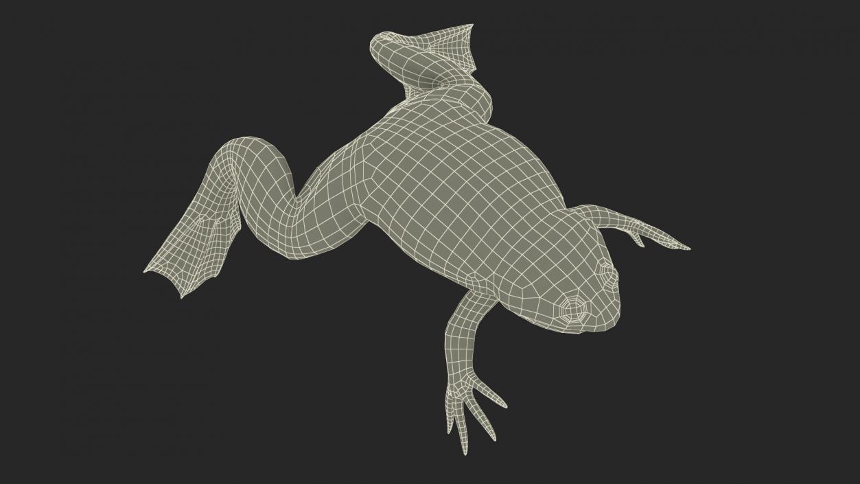 Xenopus African Clawed Toad Rigged 3D model