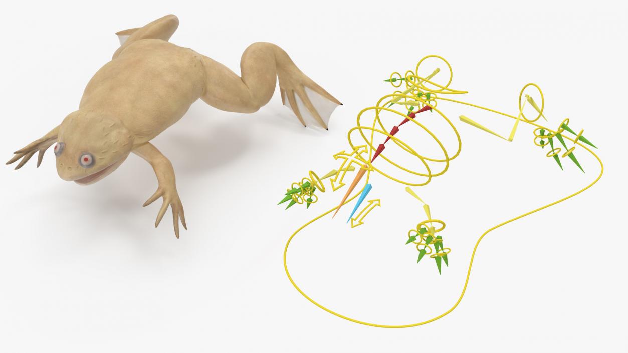 Xenopus African Clawed Toad Rigged 3D model