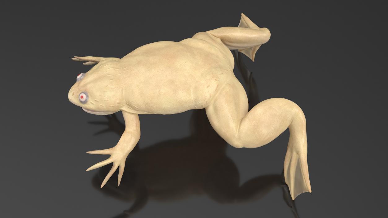 Xenopus African Clawed Toad Rigged 3D model