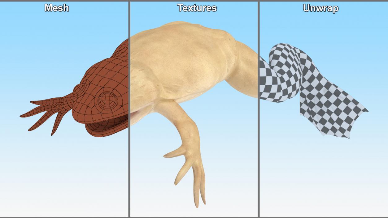 Xenopus African Clawed Toad Rigged 3D model