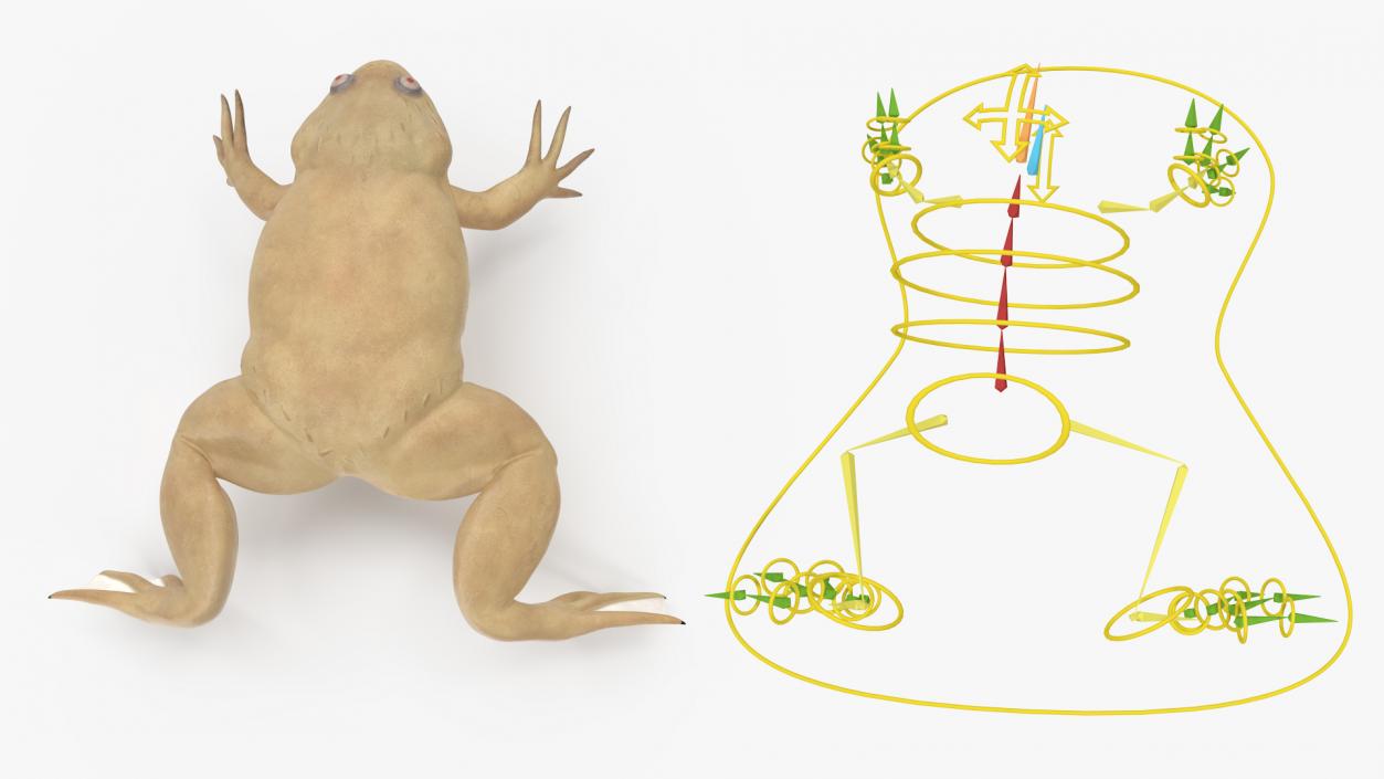 Xenopus African Clawed Toad Rigged 3D model