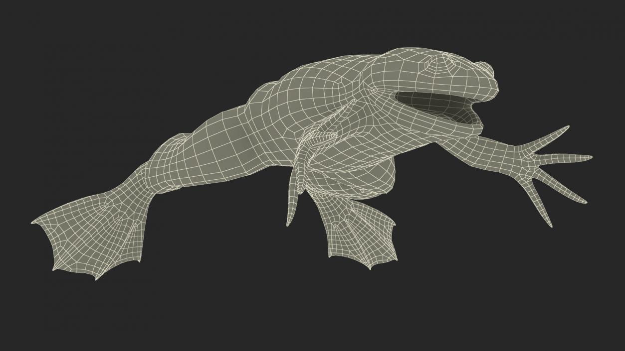 Xenopus African Clawed Toad Rigged 3D model