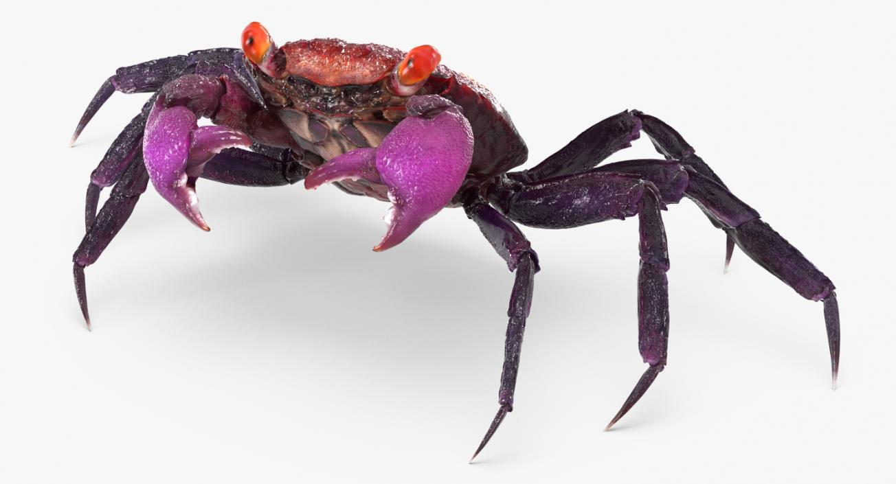 3D model Vampire Crab Geosesarma Rigged