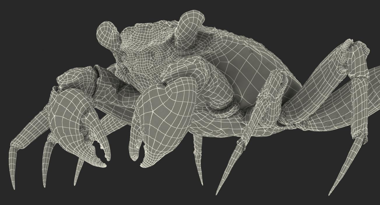 3D model Vampire Crab Geosesarma Rigged