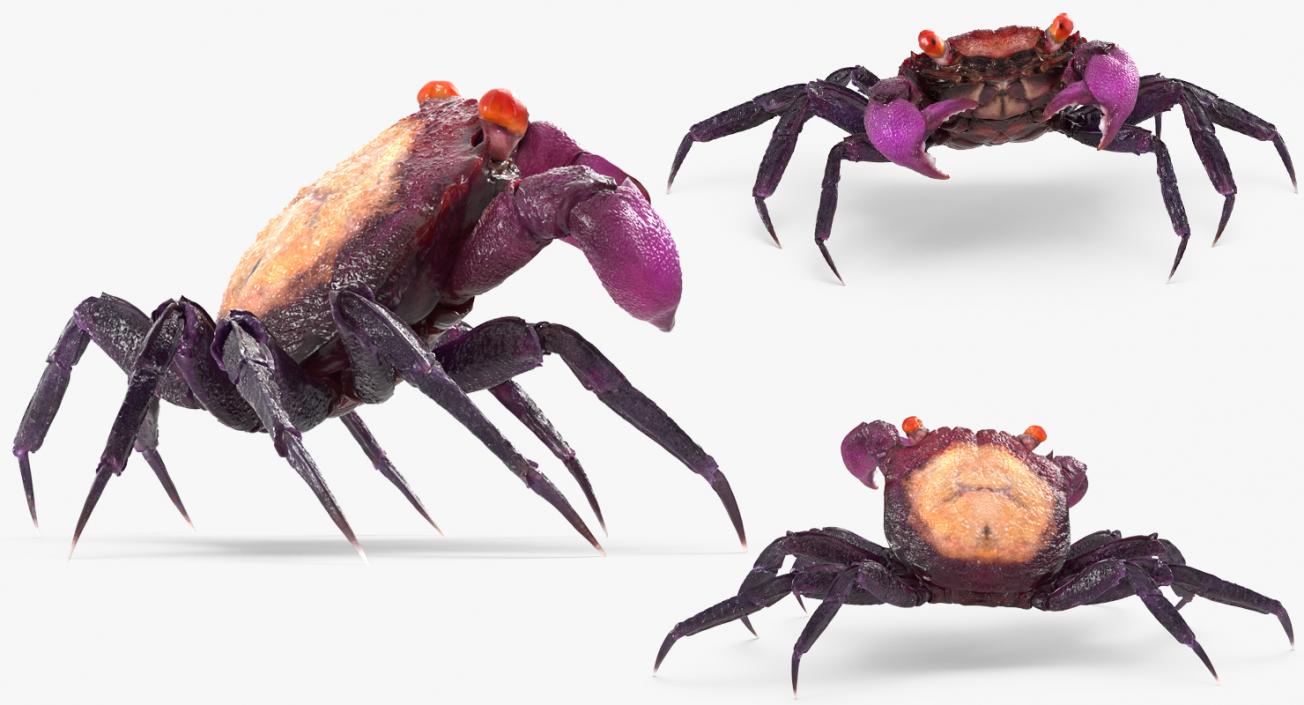 3D model Vampire Crab Geosesarma Rigged