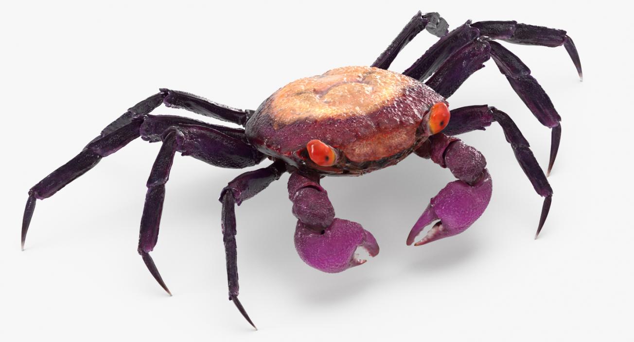 3D model Vampire Crab Geosesarma Rigged