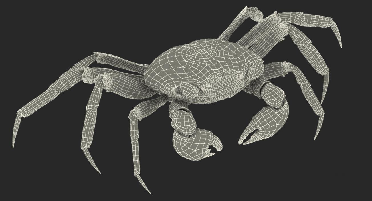 3D model Vampire Crab Geosesarma Rigged