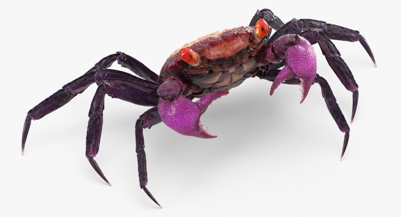 3D model Vampire Crab Geosesarma Rigged