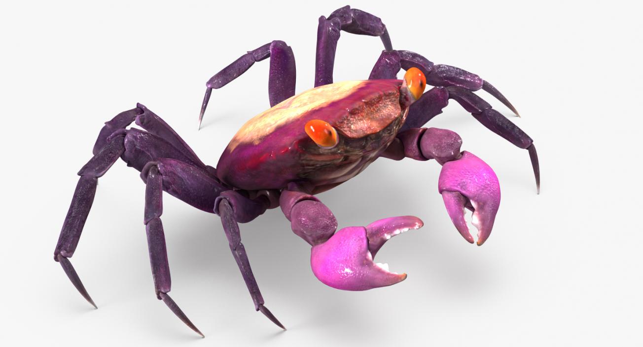 3D model Vampire Crab Geosesarma Rigged