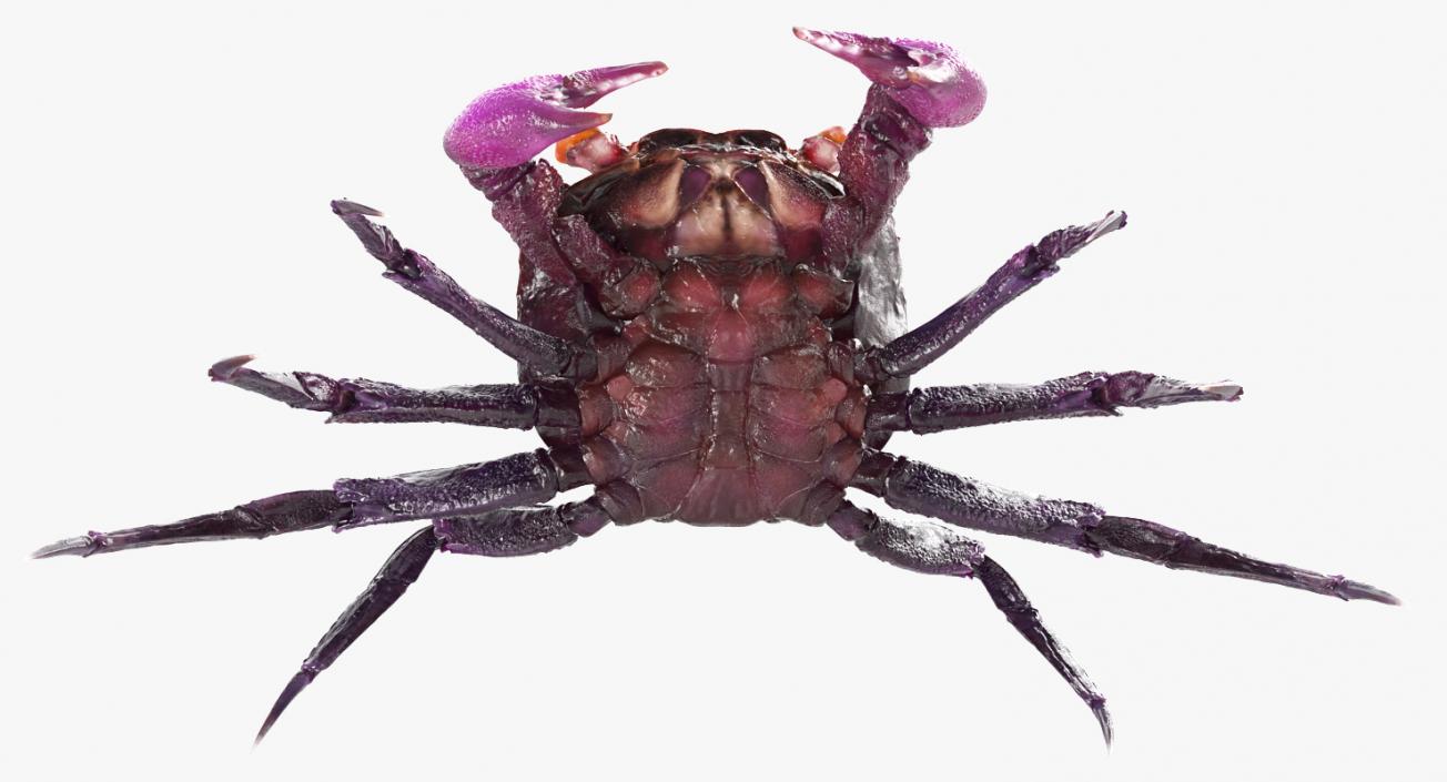 3D model Vampire Crab Geosesarma Rigged