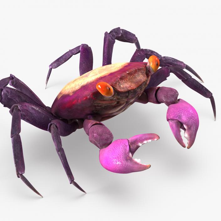 3D Rigged Crabs Collection model