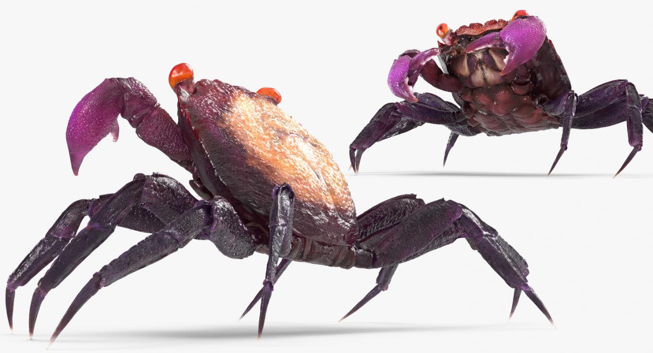 3D model Vampire Crab Geosesarma Rigged