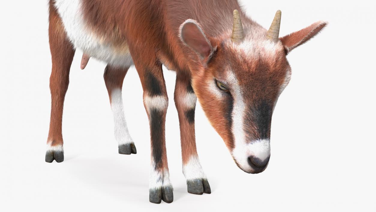 3D Goat on Pasture Brown-White Fur