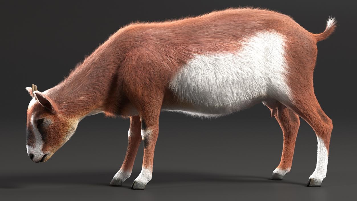 3D Goat on Pasture Brown-White Fur