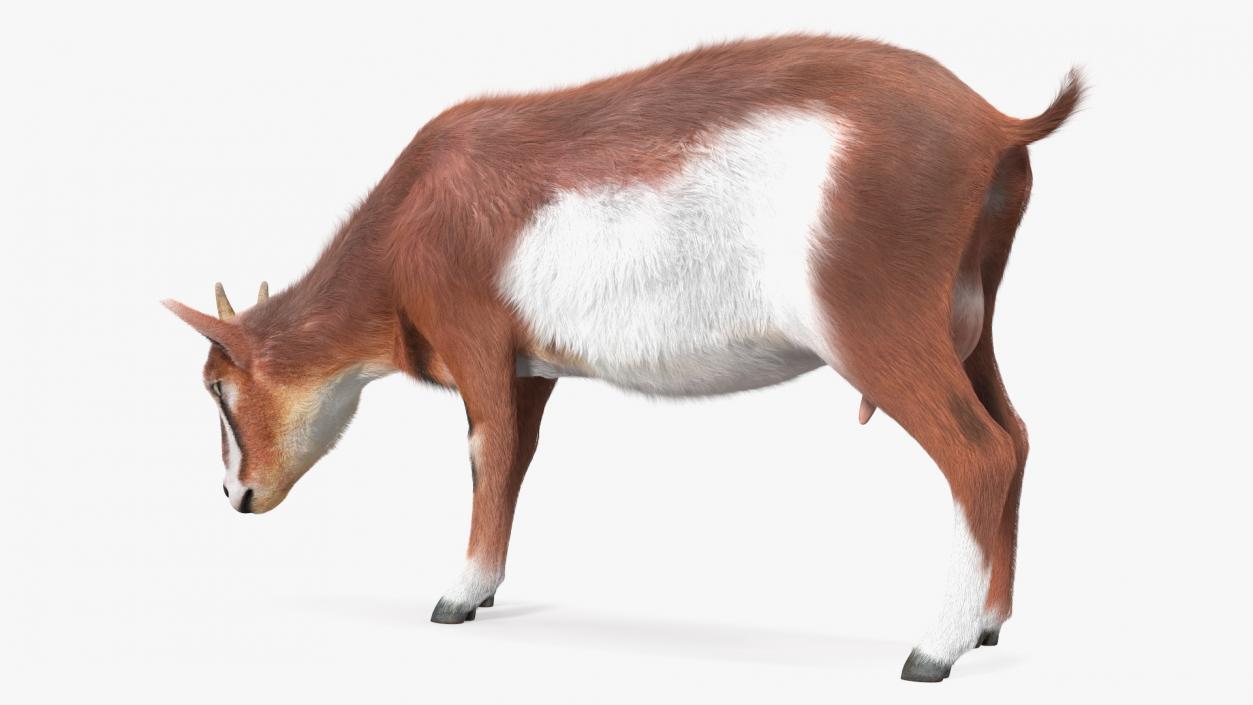 3D Goat on Pasture Brown-White Fur