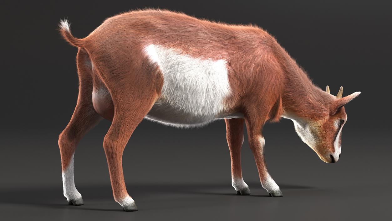 3D Goat on Pasture Brown-White Fur