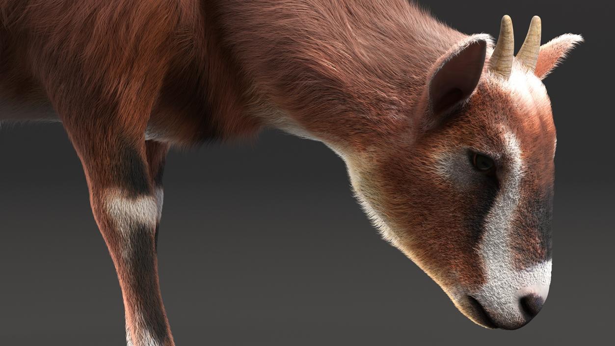 3D Goat on Pasture Brown-White Fur