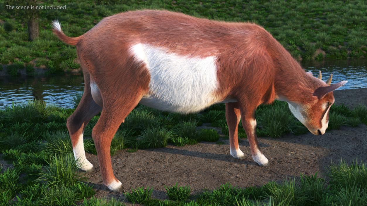 3D Goat on Pasture Brown-White Fur