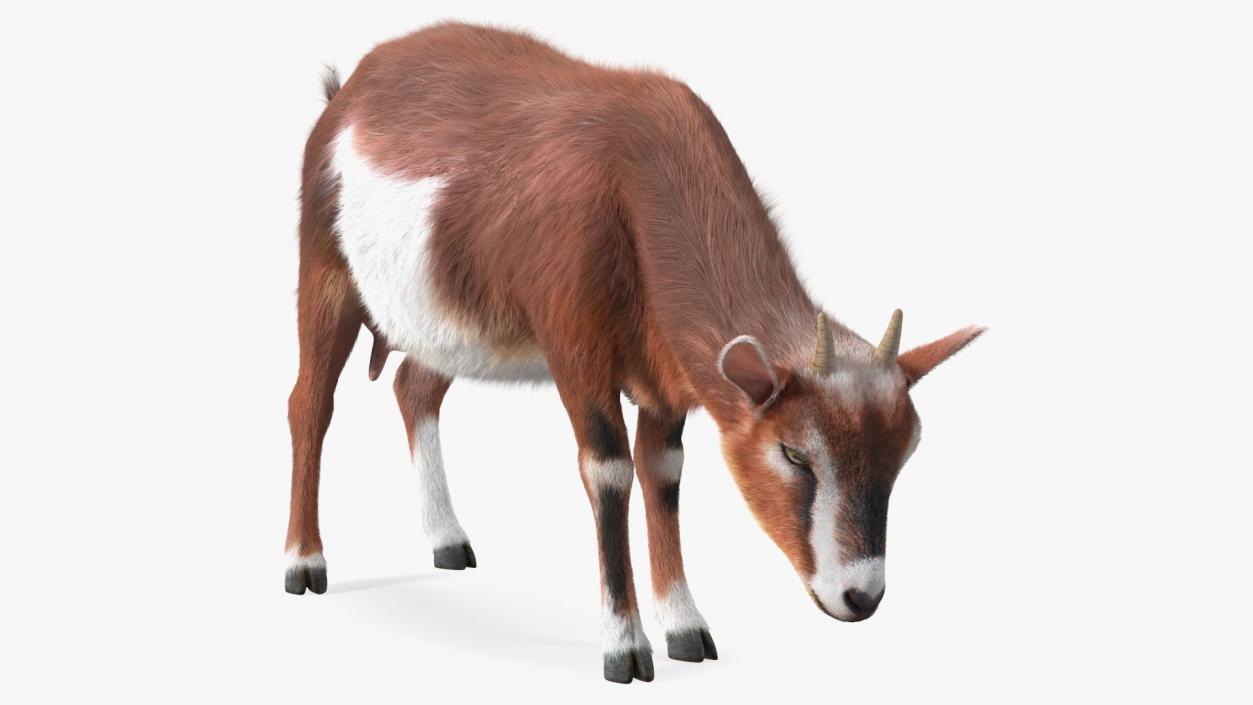 3D Goat on Pasture Brown-White Fur