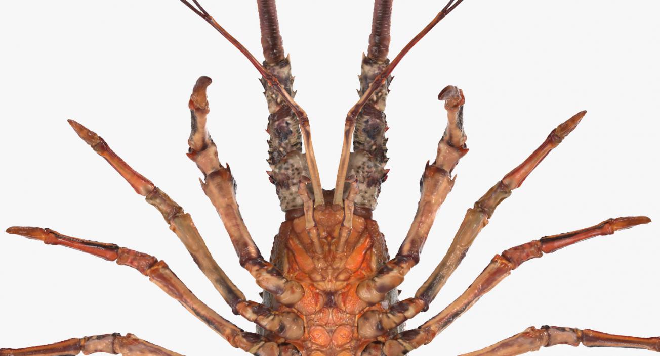 Langouste 3D model