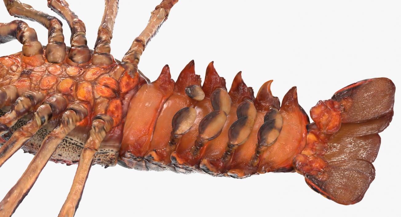 Langouste 3D model