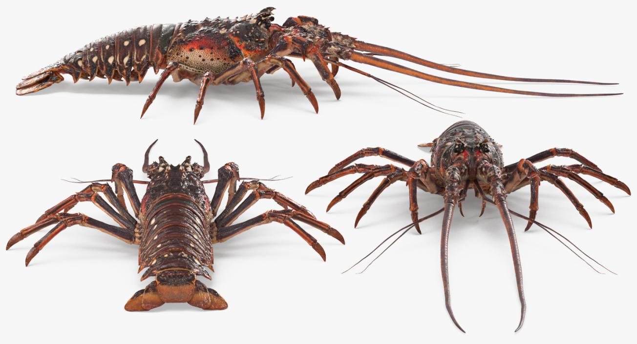 Langouste 3D model