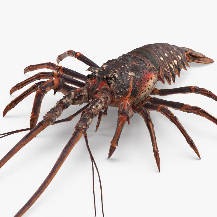 Langouste 3D model