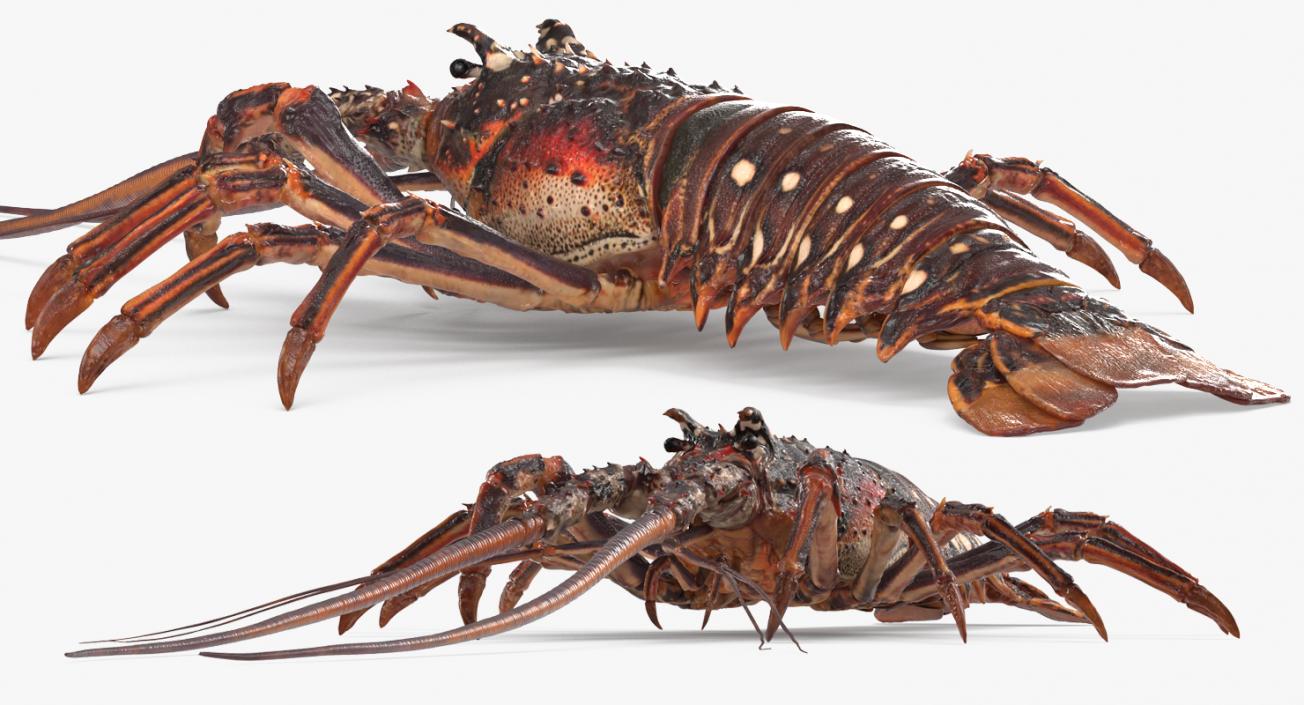 Langouste 3D model