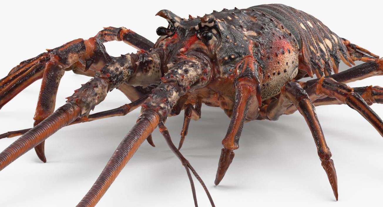 Langouste 3D model