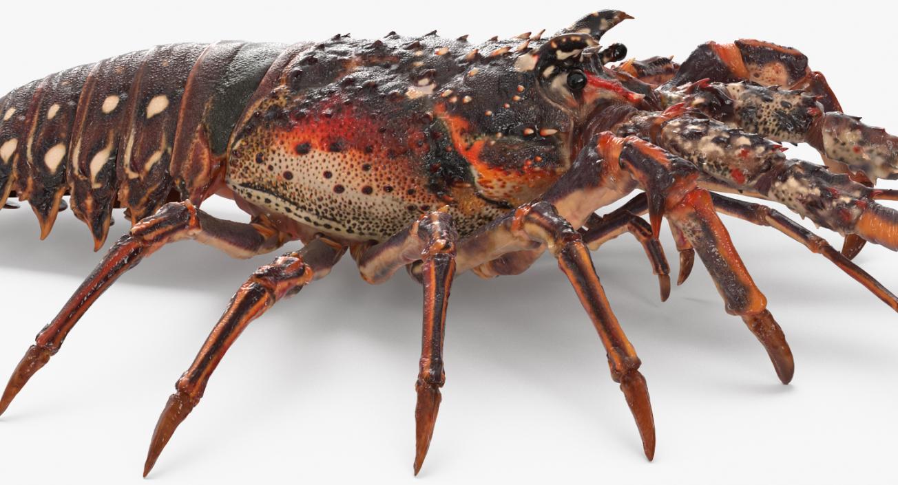 Langouste 3D model